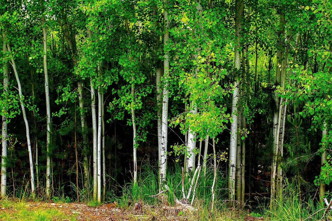 자작나무 숲 사진