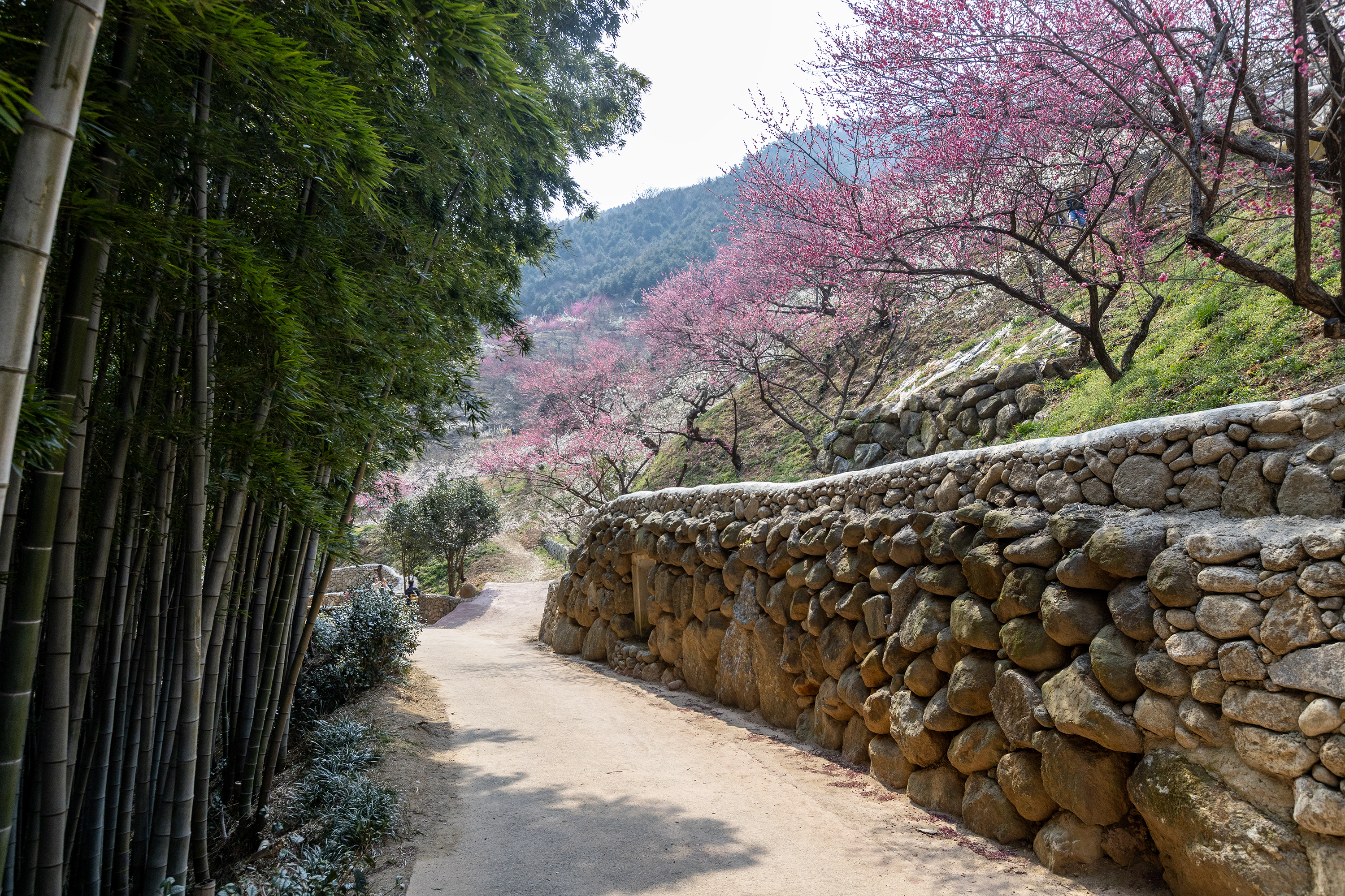 광양 매화마을 대나무숲 오솔길 &mdash; 돌담 위 홍매화와 초록 대나무의 봄길