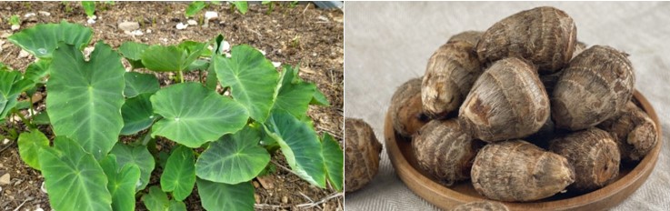 토란 잎과 토란뿌리