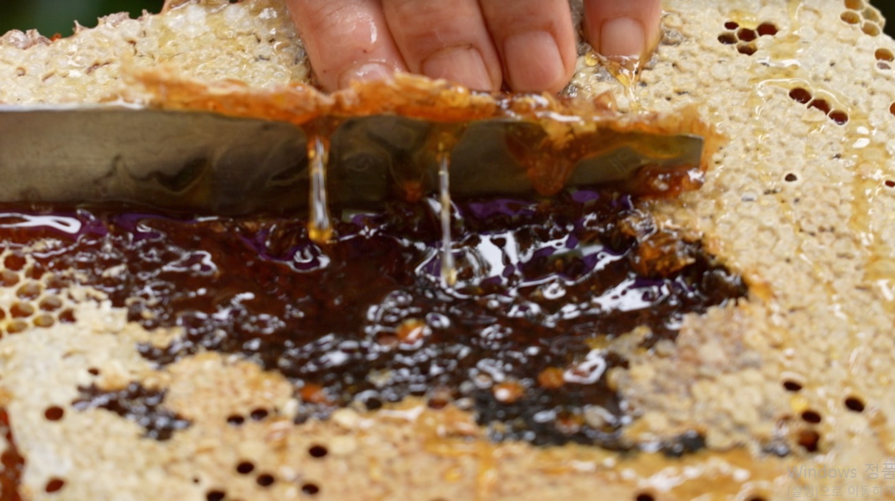 한국기행-토종꿀-김성진-민통선-설악산-토봉꿀