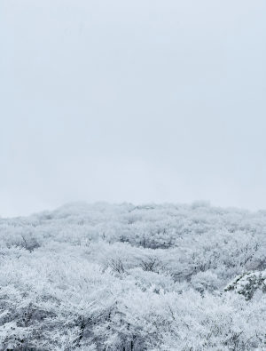 제주-한라-눈-꽃-버스-운행-정보