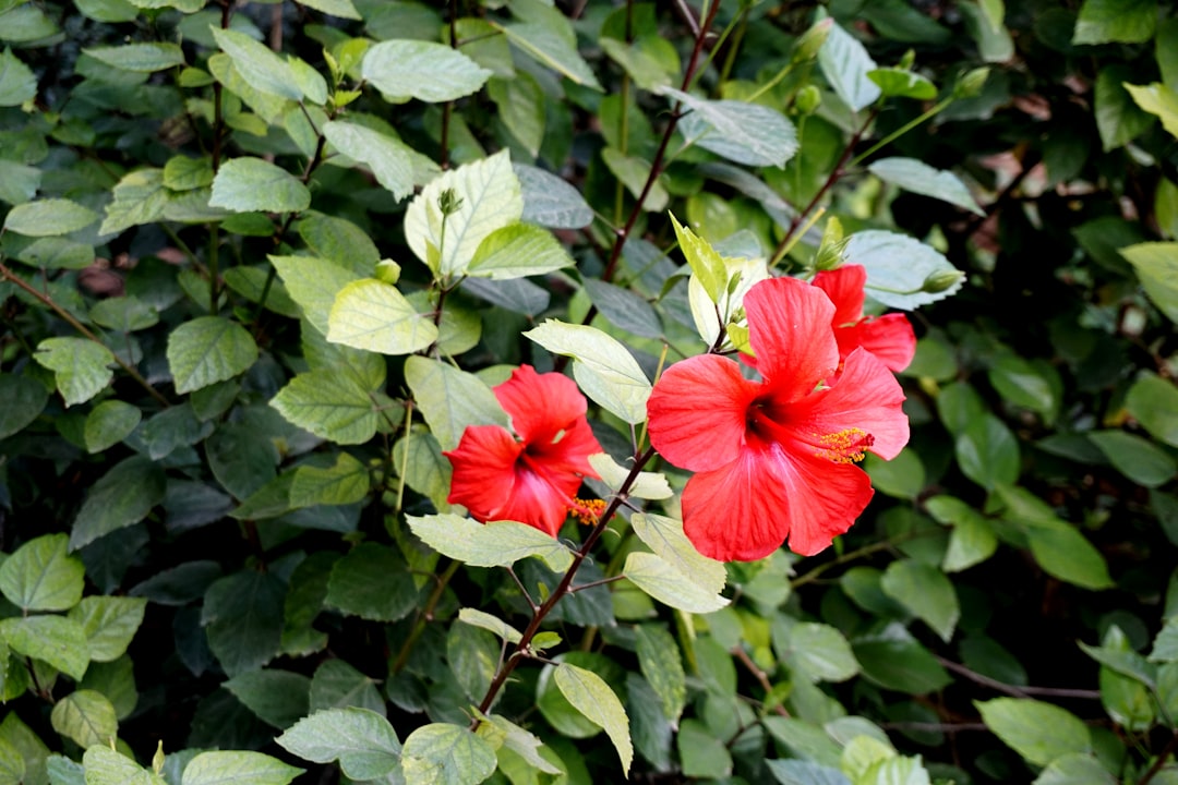 Hibiscus