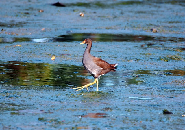 알뜰폰 로밍 설정, 어렵지 않아요! 통신사별 신청법 &amp; 주의사항 총정리