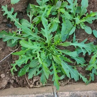 루콜라 재배 직파 심기 통풍 관리 초기 생육_5