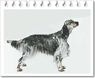 사냥견
잉글리시 세터(English Setter)