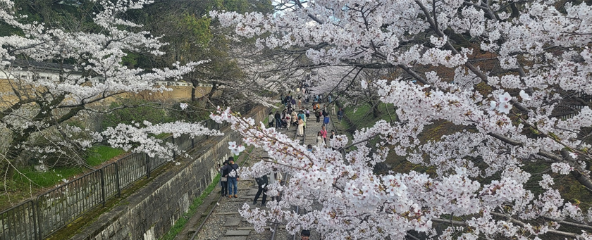 게아게 인클라인 – 벚꽃과 레일이 만든 압도적인 풍경