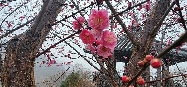 매화축제