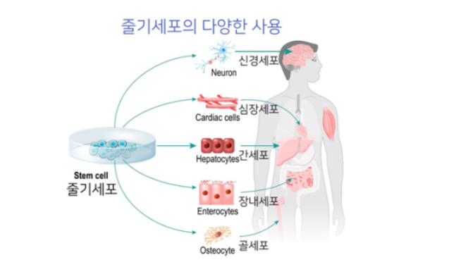 줄기세포 및 재생의학을 통한 현대적 노화 방지 전략 분석
