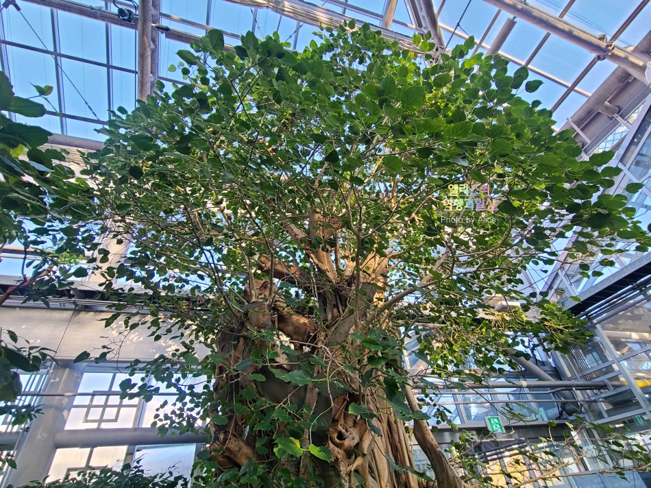 경주 동궁원 식물원 스카이워크 경주 가볼만한곳