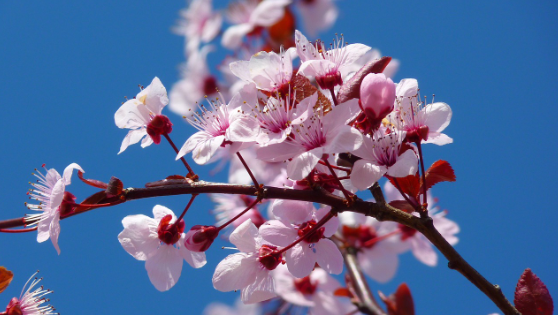 2025 진해 군항제 일정 및 벚꽃 축제