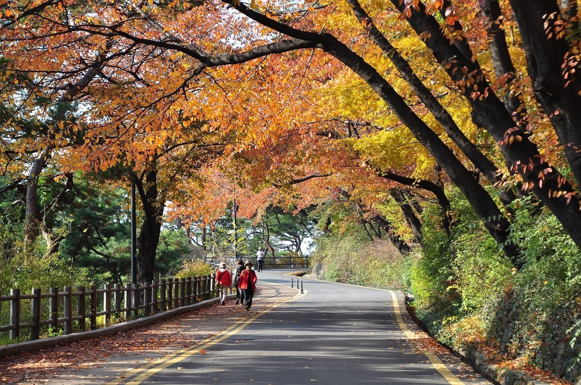 서울 단풍길 96선