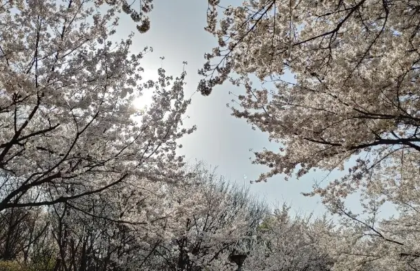 서울숲공원-벚꽃사진