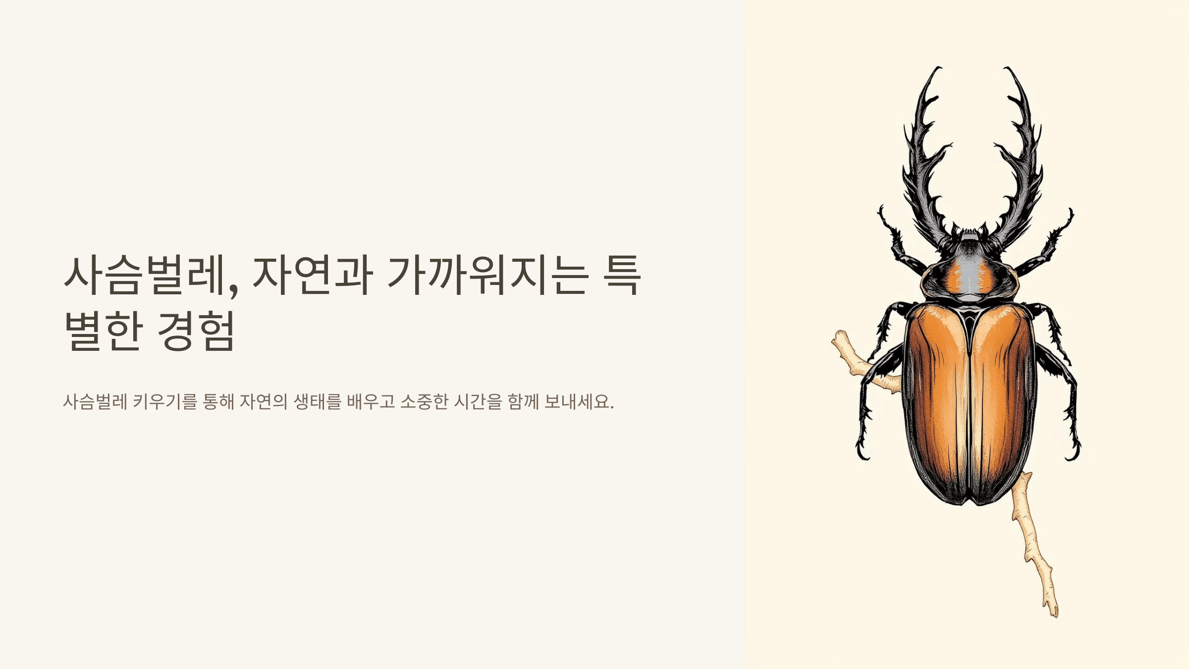 사슴벌레 사진입니다.