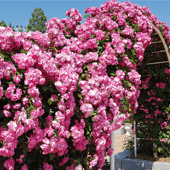 에버랜드_장미축제