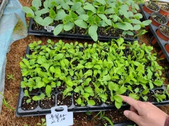 루콜라 재배 직파 심기 통풍 관리 초기 생육_6