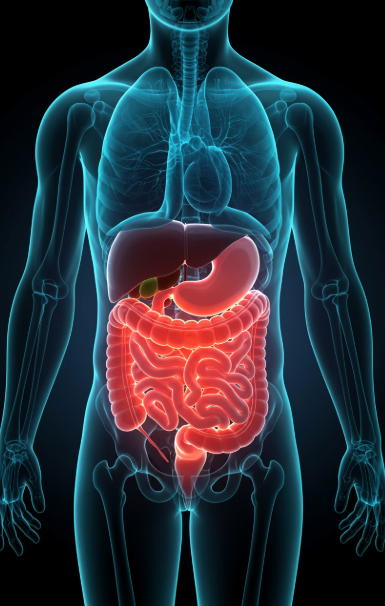 카무트 효소 효능