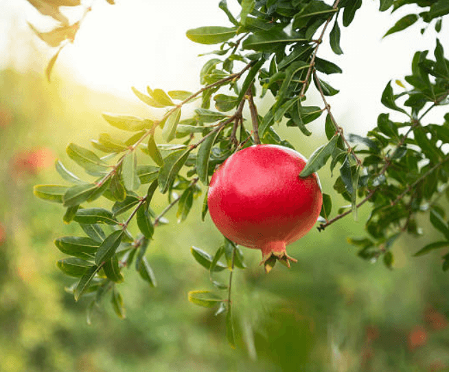 석류 효능과 먹는법, 보관방법
