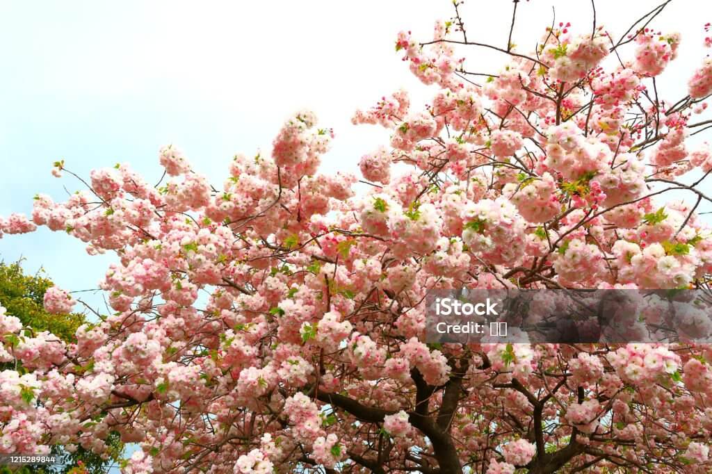 겹벚꽃 풍경