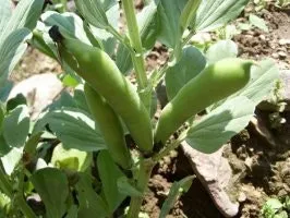 잠두콩 재배 저온 발아 지주 설치 꼬투리 관리_7