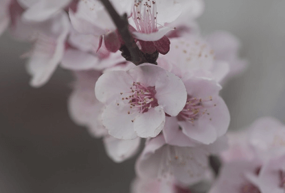 광양매화축제 기간