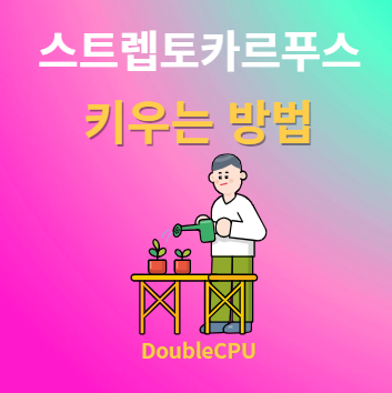 스트렙토카르푸스 키우기