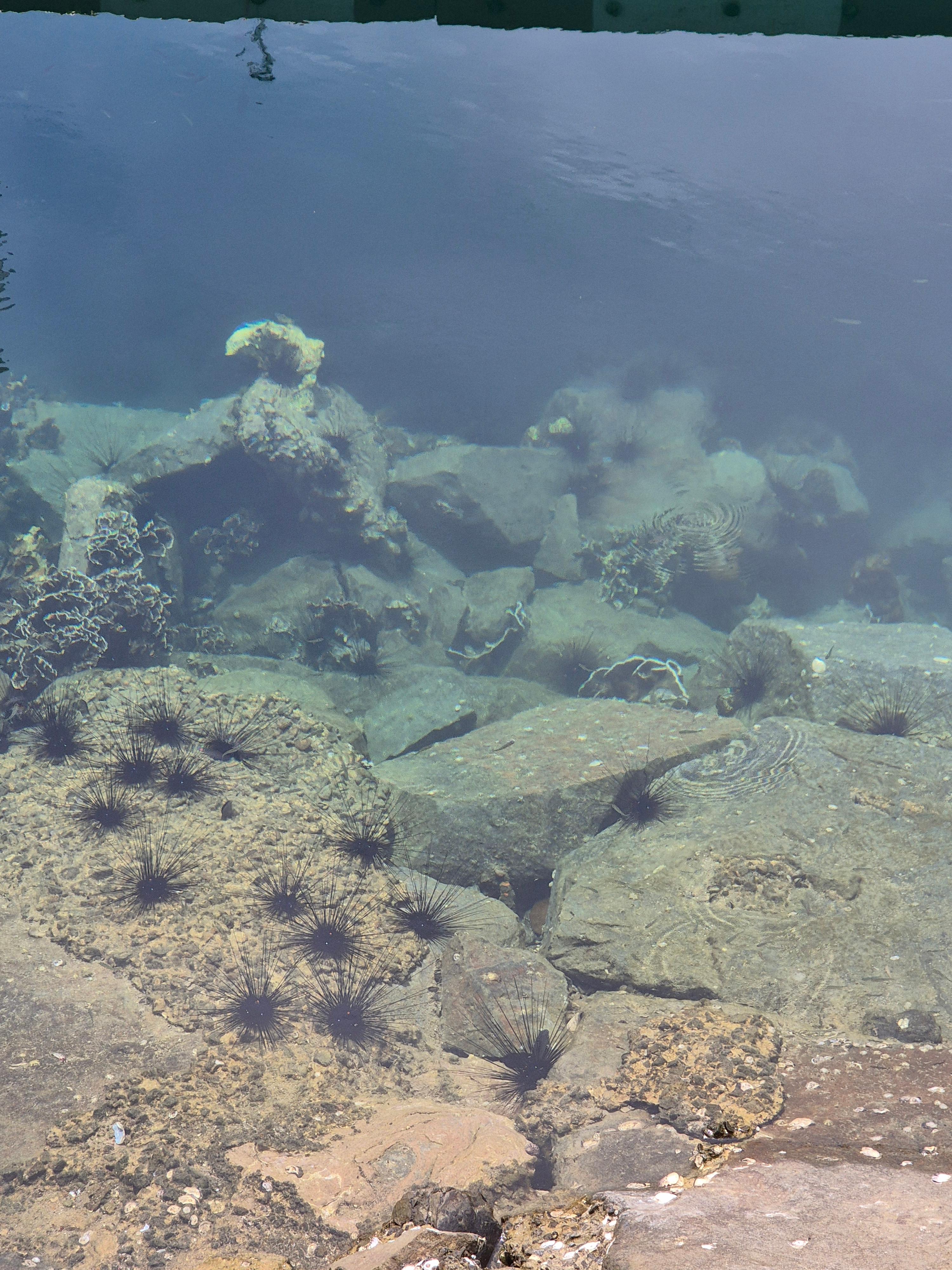 수트라하버 리조트