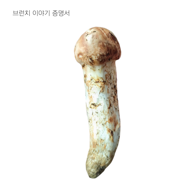 송이버섯