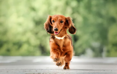 닥스훈트/출처:어도비스톡