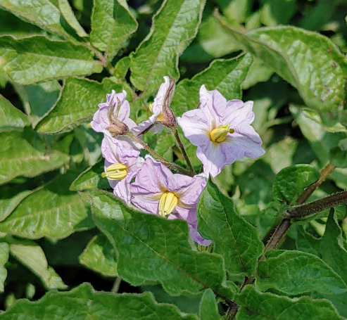 감자캐는시기 중부 남부 지방 장마 수미 두백 하지 감자수확시기 2