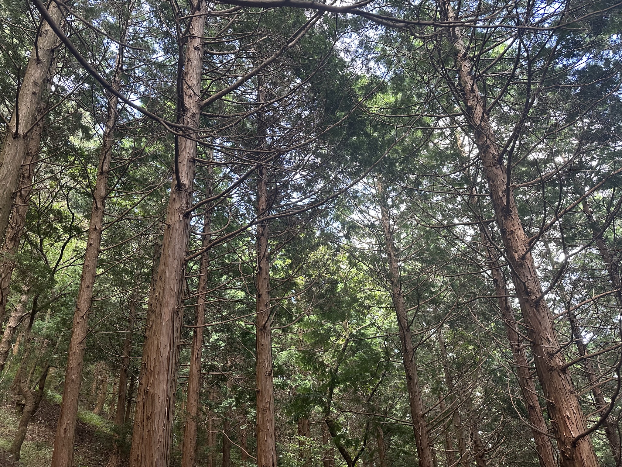 산책로