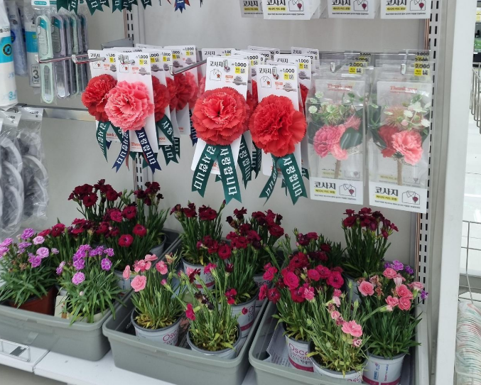 다이소-카네이션