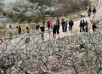 2024 원동 매화축제 기본 일정과 프로그램 소개