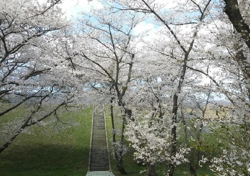 진해군항제