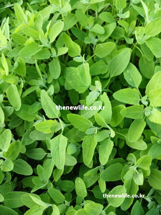 명아주 나물 효능 소화 촉진 사포닌