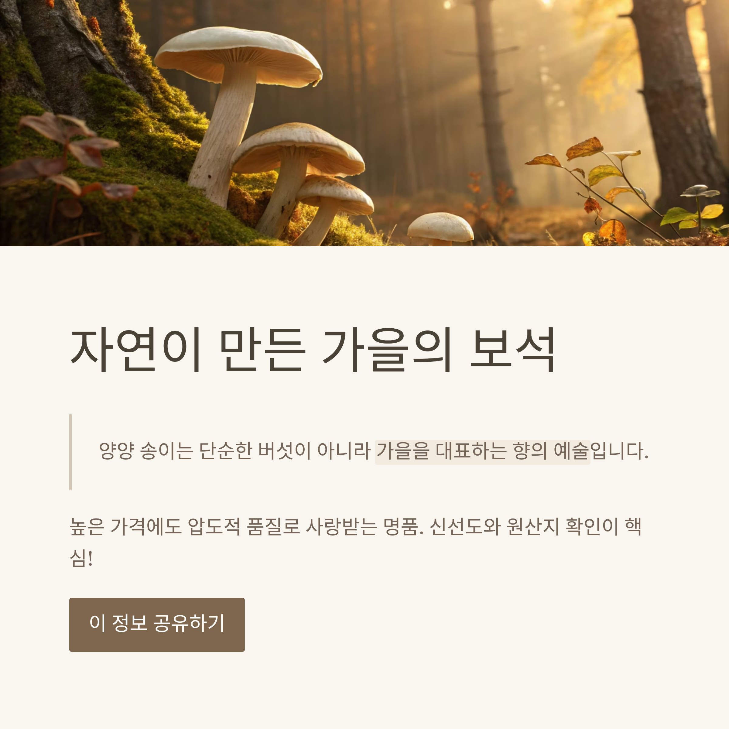 양양 송이버섯 가격 2025 실시간 시세|올해 왜 이렇게 비쌀까? 산지 직송 정보 총정리