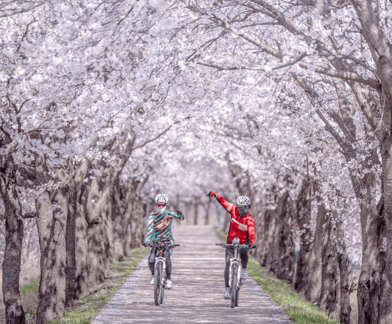 보은 벚꽃길 축제