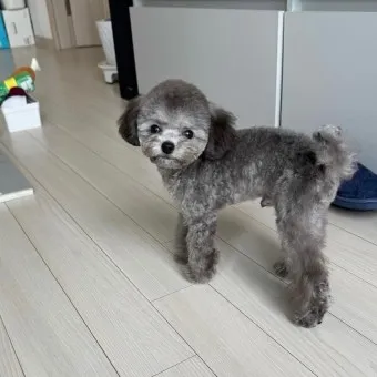 푸들 종류 토이푸들 실버투들 분양 가격 성격_20