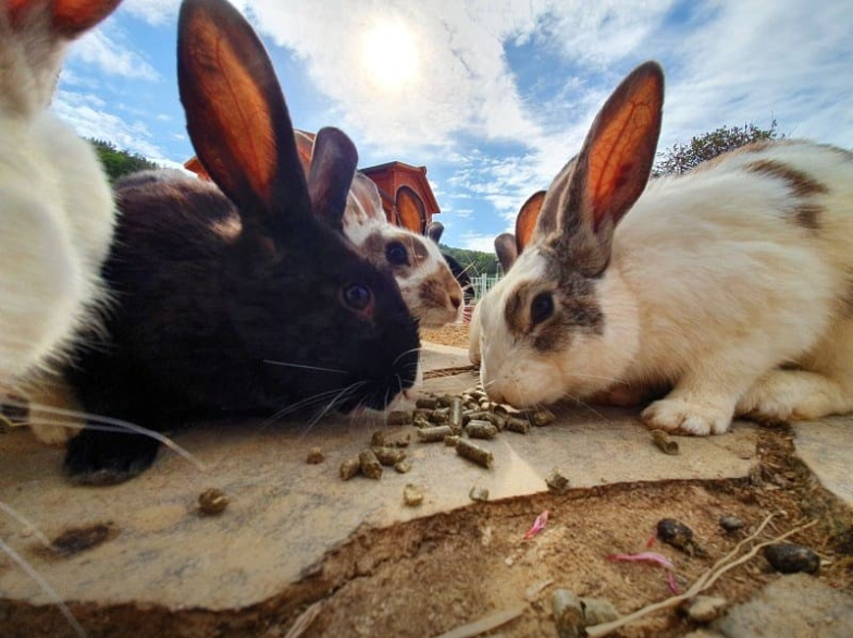 생방송오늘아침 이색체험카페 공룡타조랜드 경남 고성 가격 정보