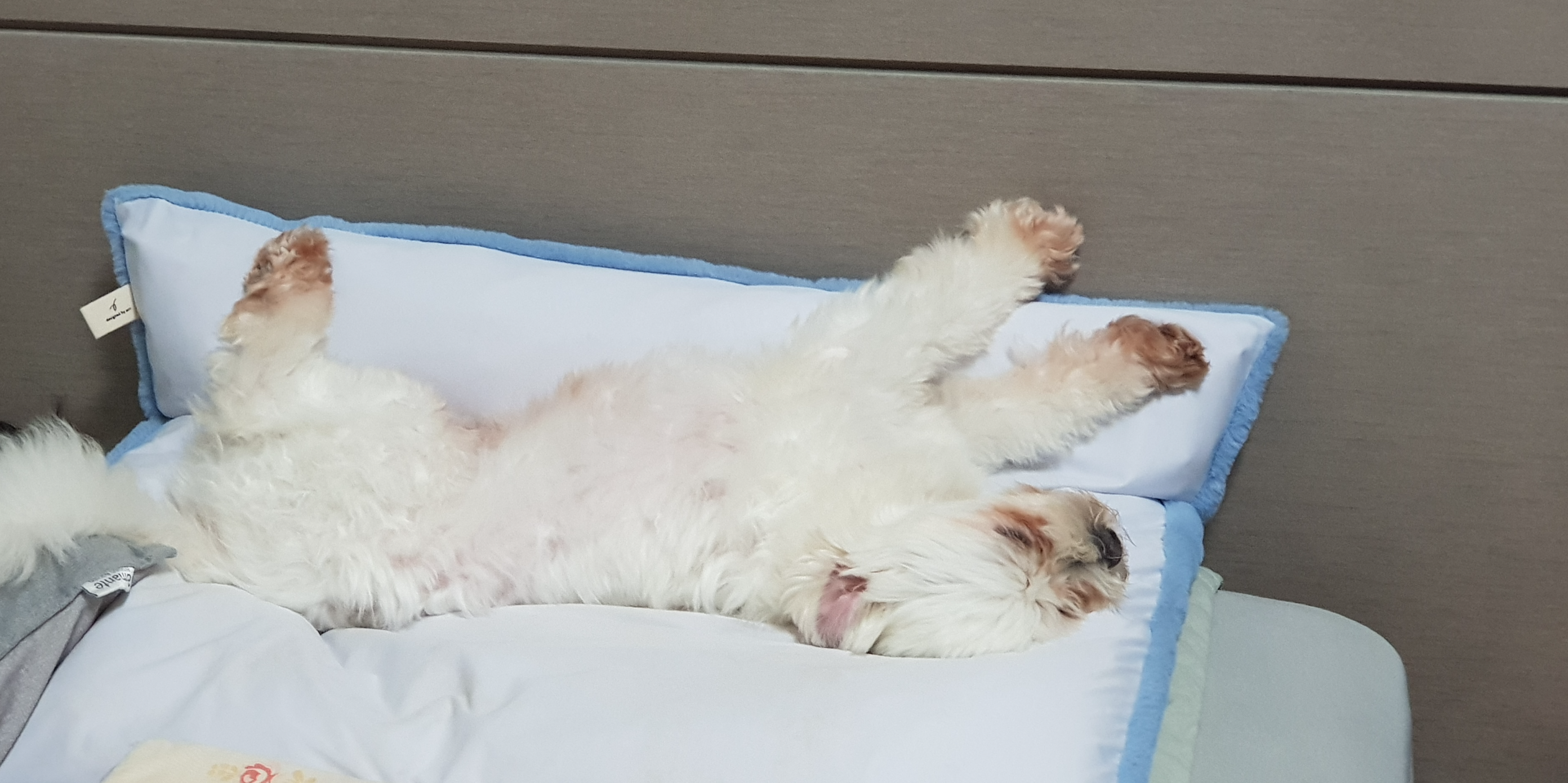 더워서 뒤로 누워 자는 강아지 사진