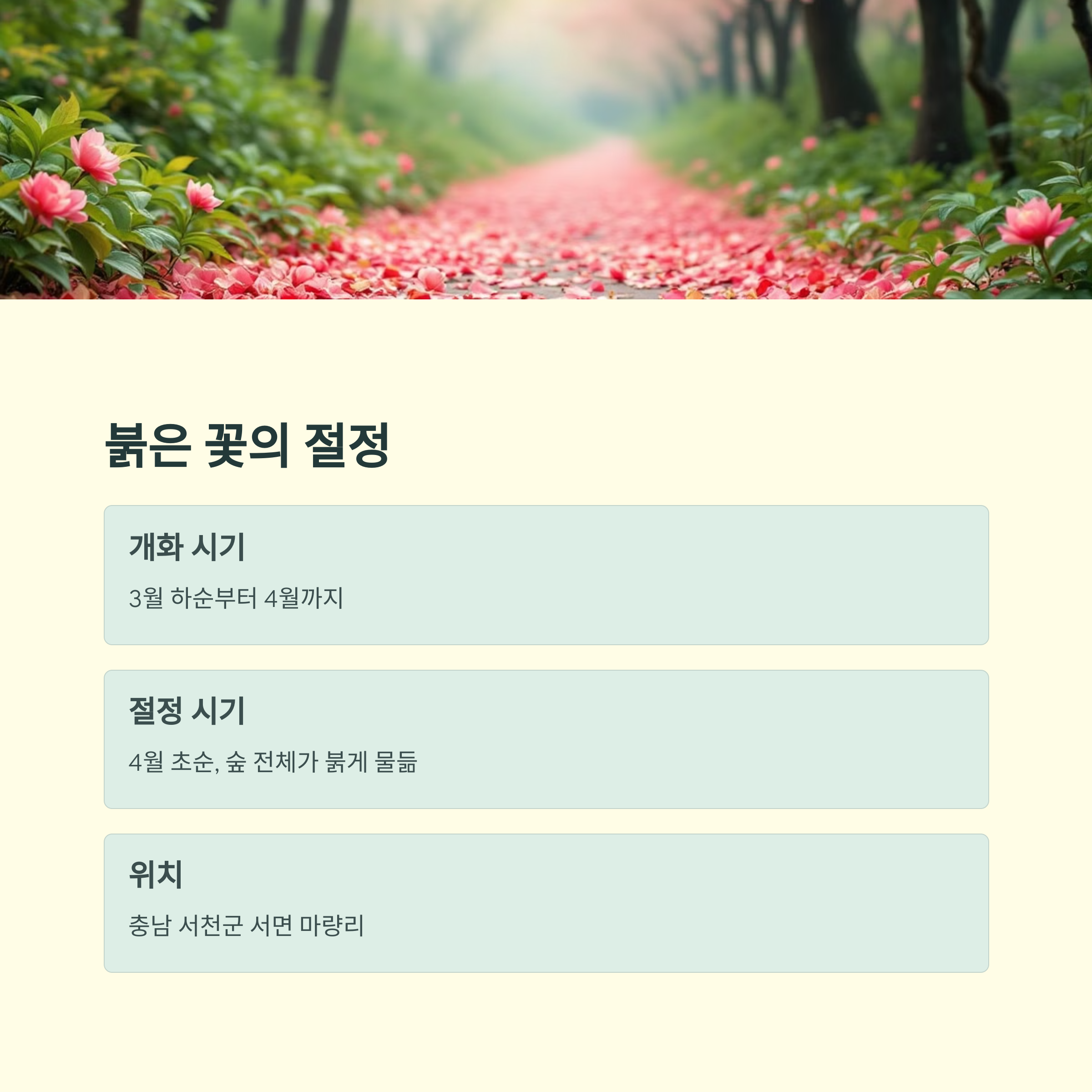 서천 마량리 동백나무숲