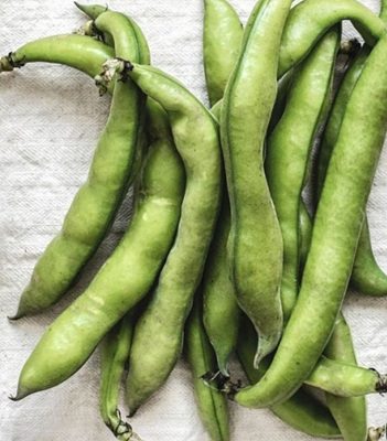 파바빈 껍질 사진