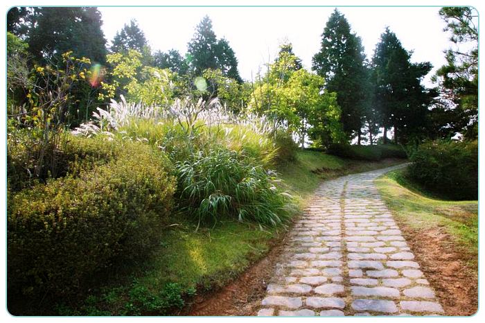 충남-태안-여행-안면도-자연휴양림-산책로