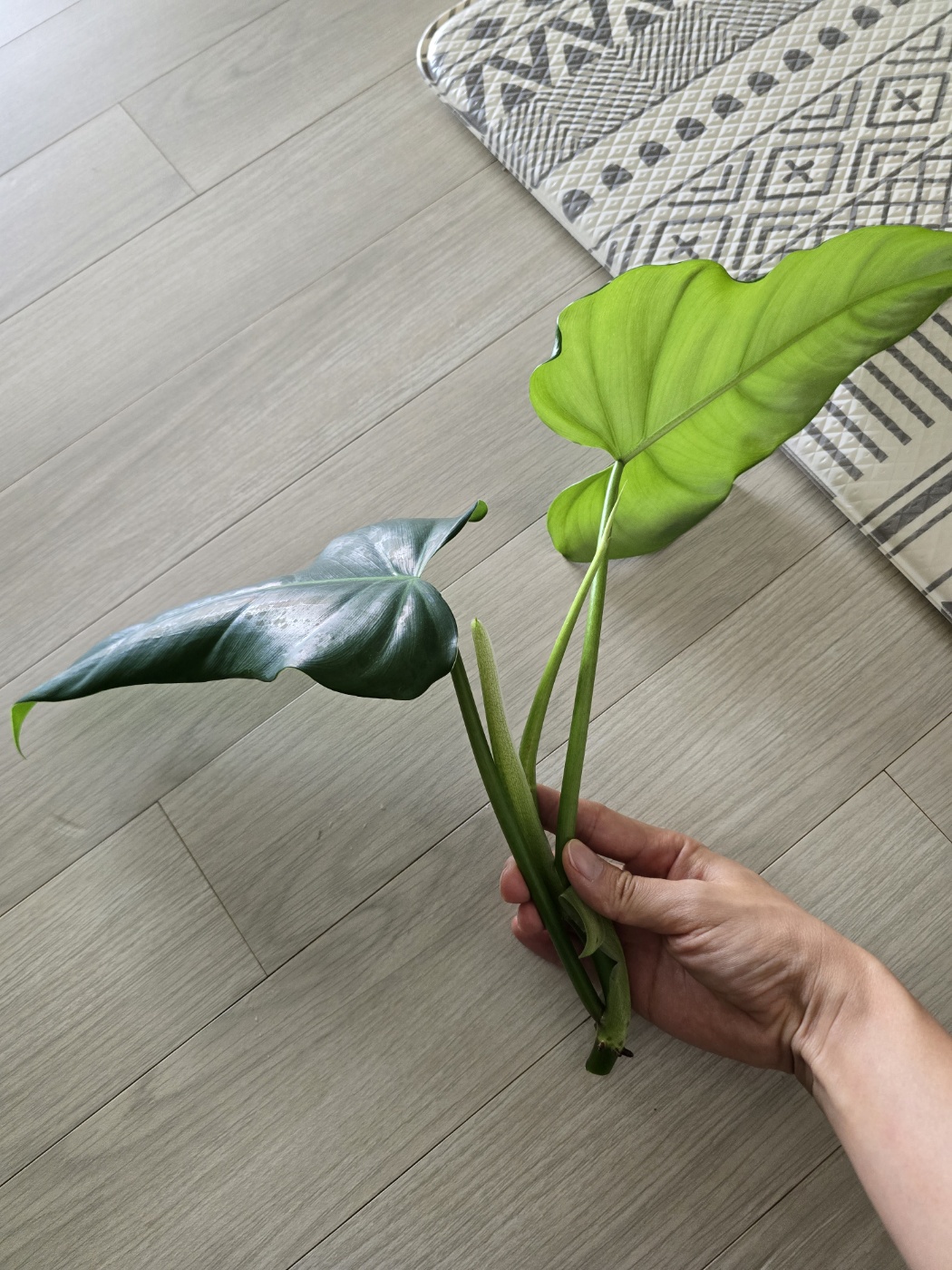 공중뿌리와 가지치기해야하는 부분