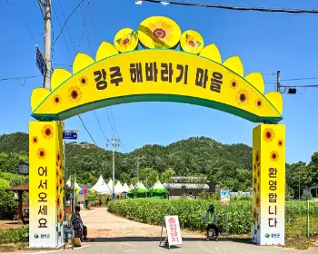 강주 해바라기 축제_4