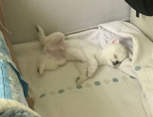 사람_처럼_자는_강아지