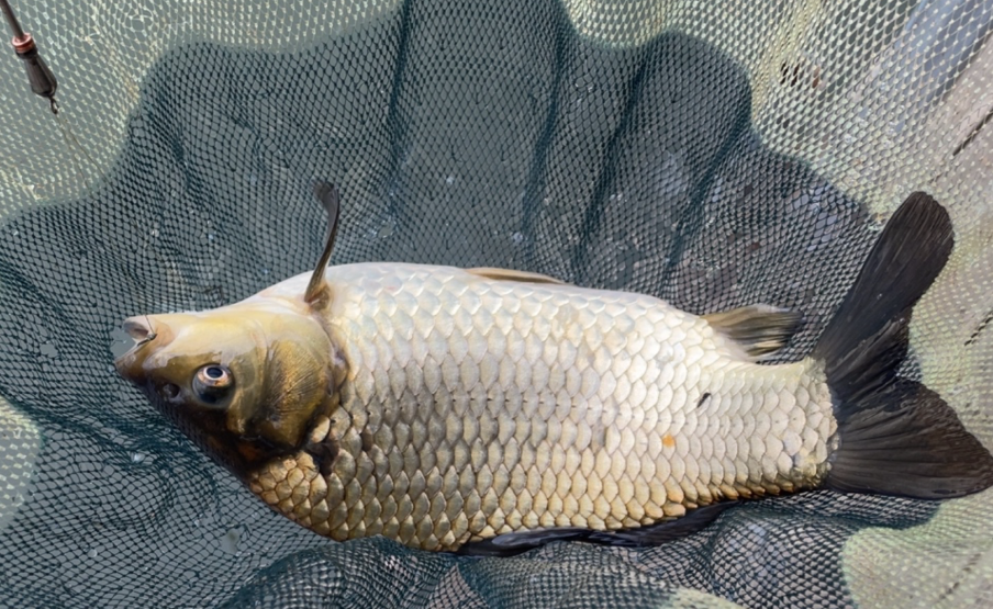 낚시로-잡은-붕어-사진