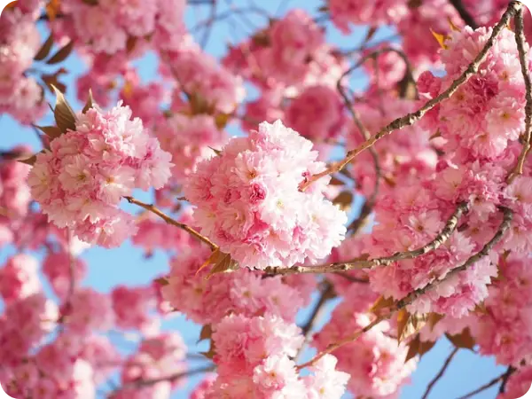 목포 유달산 봄축제