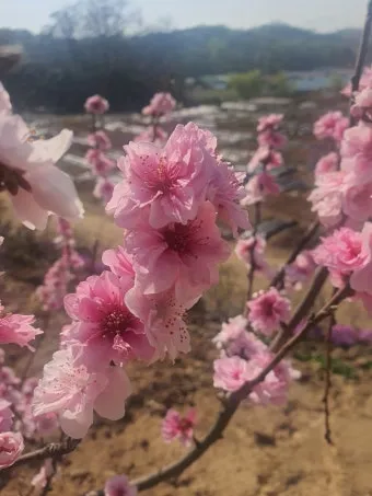 감자 싹나는 시기 파종 시기_5