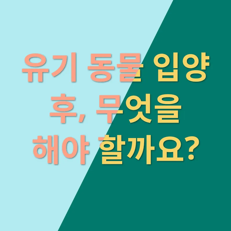 동물 입양_3