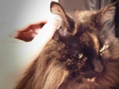 검은 고양이 귀 청소하기.